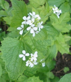 Garlic mustard plant blooming with white flowers.