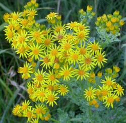Tansy ragwort plant blooming with yellow flowers.