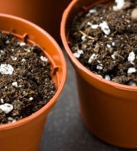 photos of plant pots