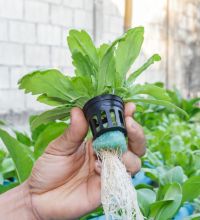 photo of hydroponic greens