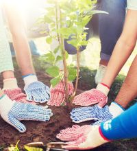 photo of many gloved hands planting a tree