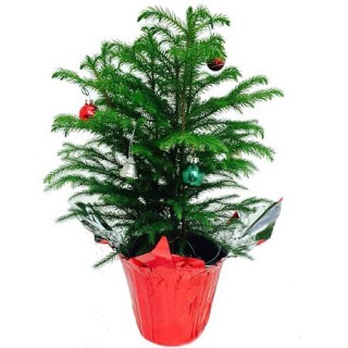 Holiday decorated Norfolk Island pine tree. Credit: Walmart