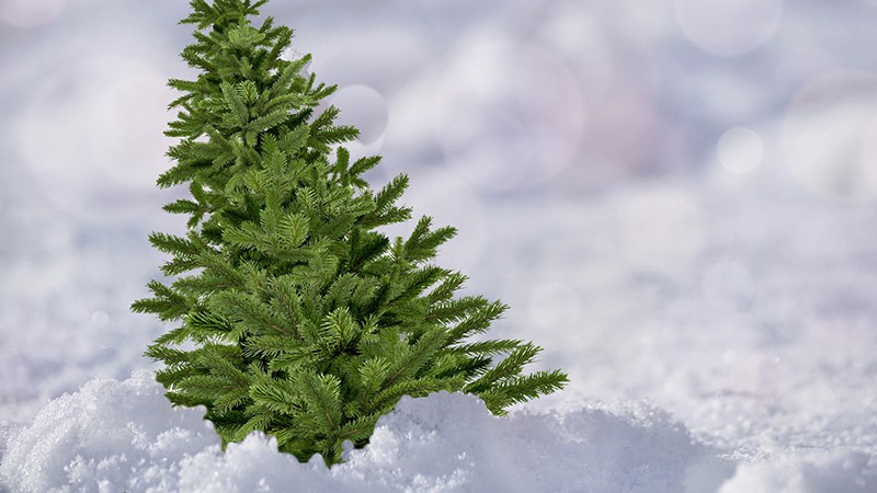 christmas-tree-in-snow