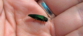 Emerald ask borer beetle in palm of hand.