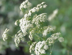 Poison hemlock plant blooming with white flowers.