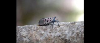 Spotted lanternfly at rest on tree branch.