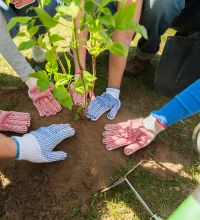 many hands in garden gloves patting around a newly planted tree