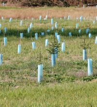 rows of newly planted trees
