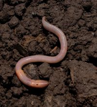 photo of worm on soil