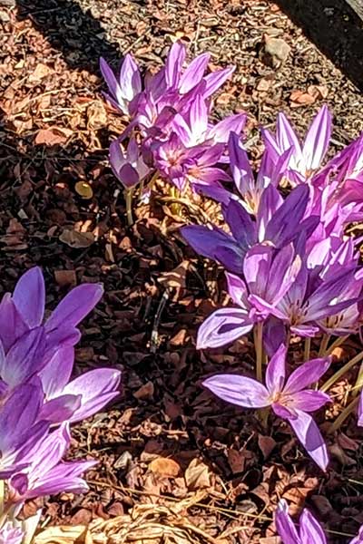 otoño-coco-blooms.jpg
