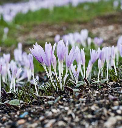 autumn-crocus.jpg