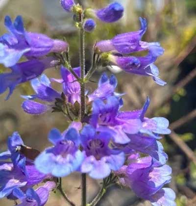 BroadLeavedPenstemon.jpg