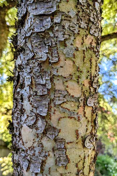 Trung Quốc-Elm-Bark.jpg