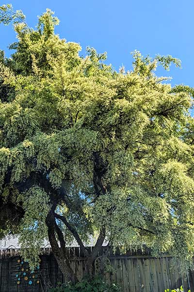 Trung Quốc-Elm-Full.jpg