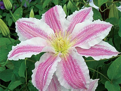 Clematis-Vancouver-Cotton-Candy.jpg