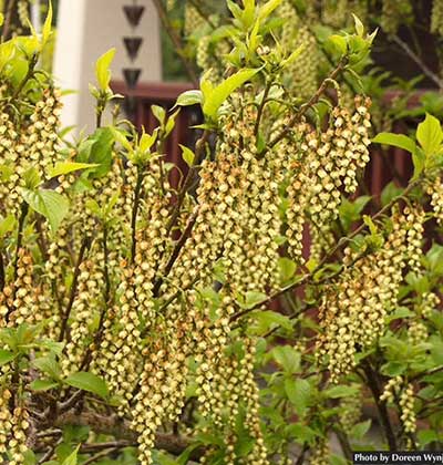 Coastal-Golden-Spiketail-Tree.jpg