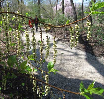 STPR-Flower-Missouri-Botanical-Center.jpg