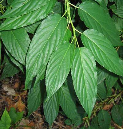 STPR-Leaf-Missouri-Botanical-Center.jpg