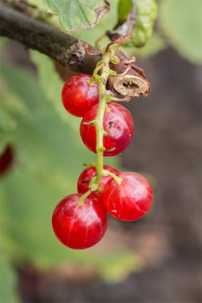 RIRU-Fruit-Red.jpg