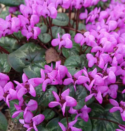 Cyclamen.jpg