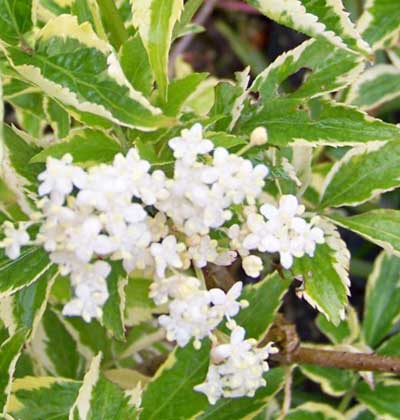 Elderberry-Madonna-Flower.jpg