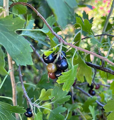 Red-Currant-Fruit.jpg