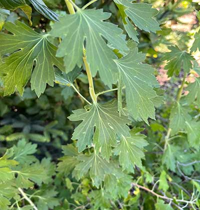 Red-Currant-Leaf.jpg