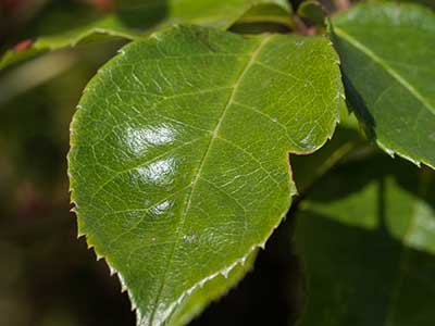 ROSA-JUDE-Leaf.jpg