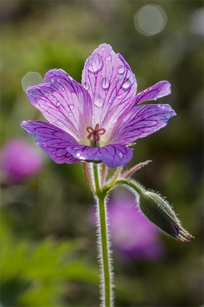 Hardy-Geranium-Flower-CM.jpg