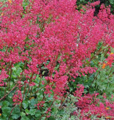 Heuchera-x-Canyon-Delight.jpg