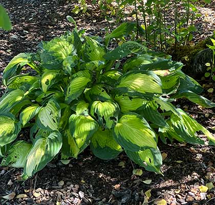 Hosta.jpg