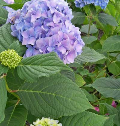 Hydrangea-Portland-Nursery.jpg