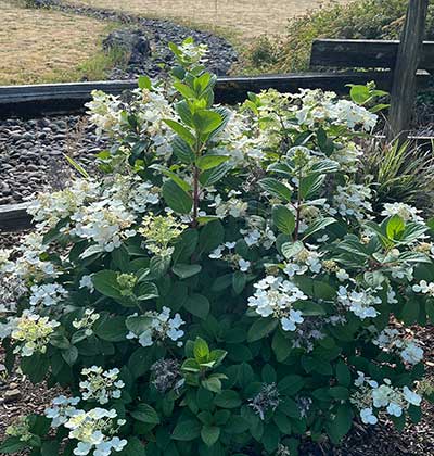 Hydrangea.jpg