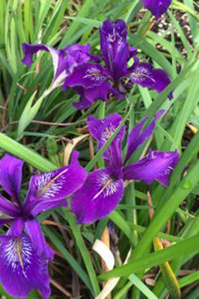 Iris-x-pacifica-Violetta-300x300.jpg