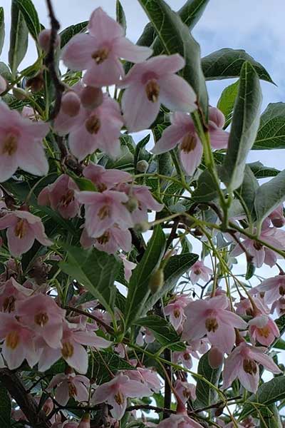 Nhật Bản-snowbell.jpg