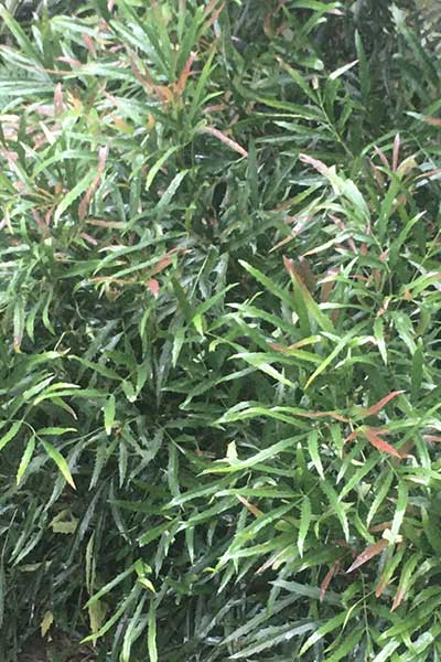 mahonia-dan-hinkley.jpg