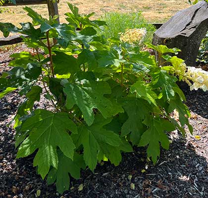 OakleafHydrangea.jpg