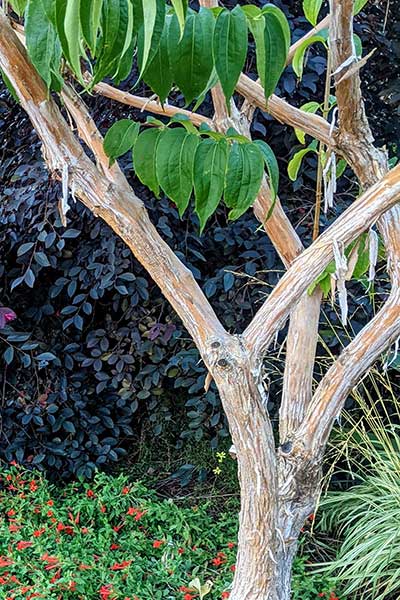 seven-son-flower-temple-of-bloom-bark.jpg