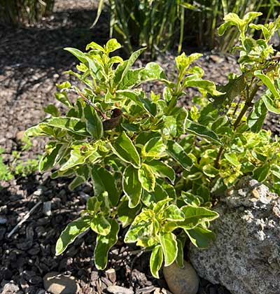 Viburnum-Laurustinus.jpg