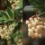 ARUN-Flower-pnwplants.jpg