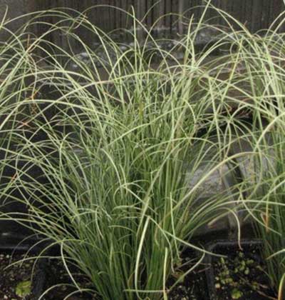 New Zealand Hair Sedge 'Frosted Curls'