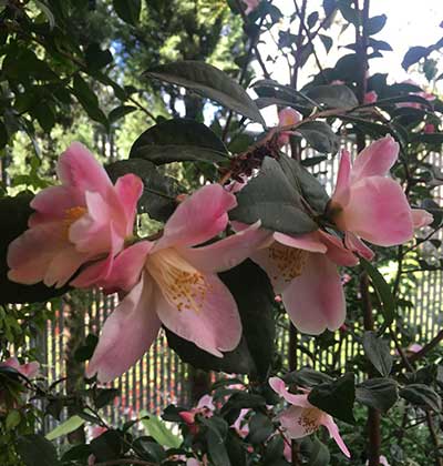 Camellia 'Minato-no-Akebono'