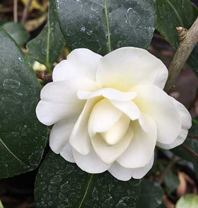 Camellia 'Buttermint'