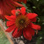 ECPU-Flower1-PB.jpg