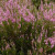ERDA1-Portland-Nursery.jpg