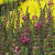 ERDA2-Portland-Nursery.jpg