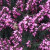 ERDA3-Portland-Nursery.jpg
