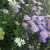 ERGLFull-Xera-Plants.jpg