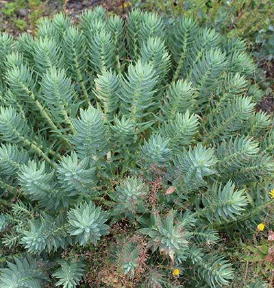 Euphorbia 'Silver Spurge'
