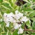 Elderberry-Madonna-Flower.jpg